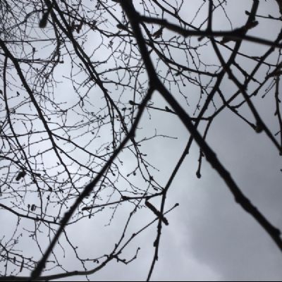 Will David Amelia Freya